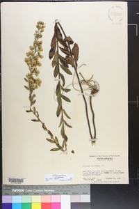 Solidago petiolaris var. petiolaris image