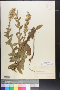 Solidago petiolaris image