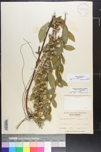 Solidago petiolaris image