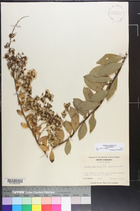 Solidago petiolaris image