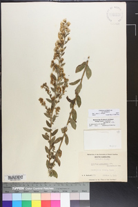 Solidago petiolaris image