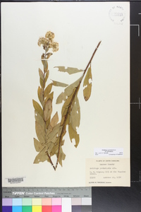 Solidago petiolaris image