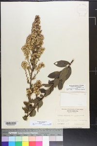 Solidago petiolaris image