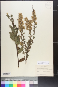 Solidago petiolaris image