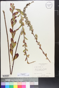 Solidago petiolaris var. petiolaris image