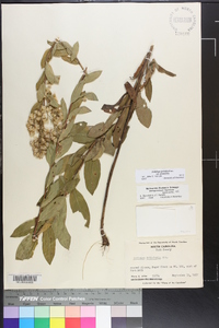 Solidago petiolaris var. petiolaris image