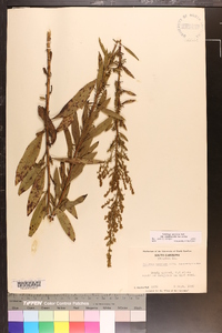 Solidago rigidiuscula image