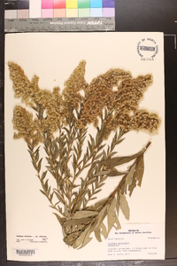 Solidago altissima var. altissima image