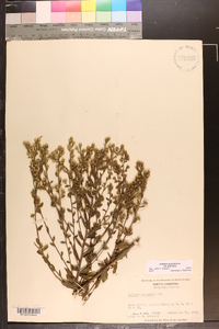 Solidago petiolaris var. petiolaris image