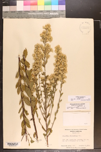 Solidago petiolaris image