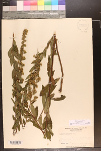 Solidago petiolaris image