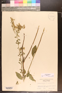 Solidago petiolaris image