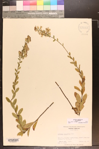 Solidago petiolaris var. petiolaris image