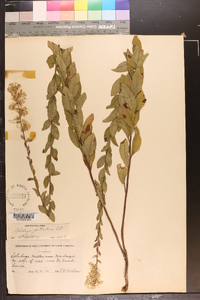 Solidago petiolaris image