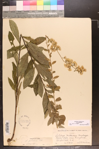 Solidago petiolaris var. petiolaris image