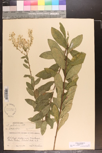 Solidago petiolaris var. petiolaris image