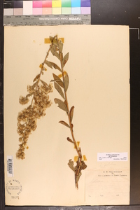 Solidago petiolaris image