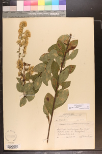 Solidago petiolaris var. petiolaris image