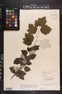 Populus alba image