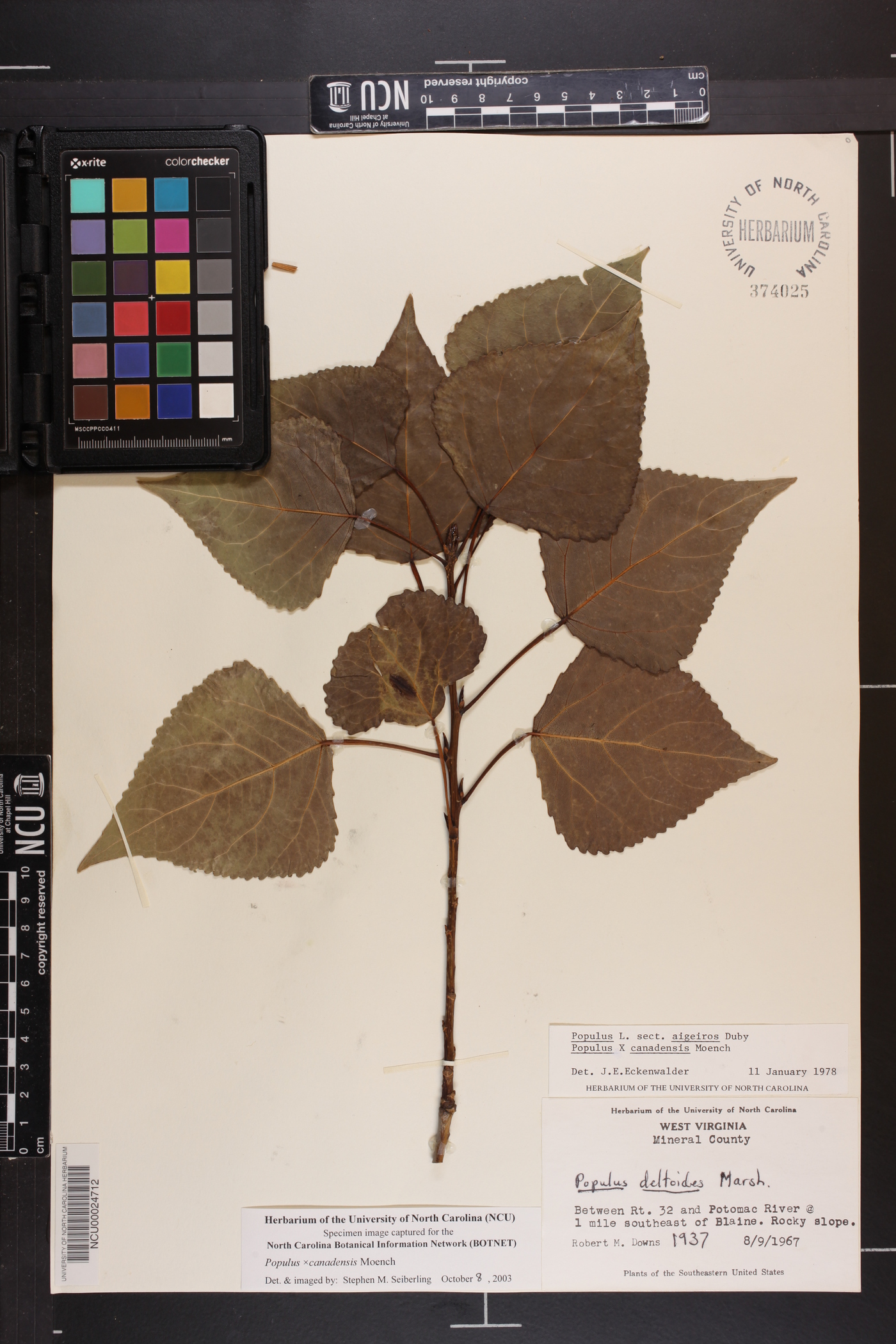 Populus x canadensis image