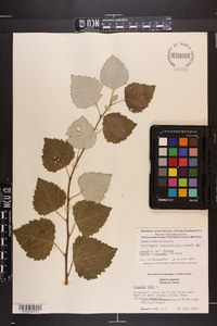 Populus × canescens image