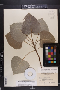 Populus deltoides var. deltoides image