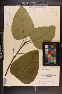 Populus heterophylla image