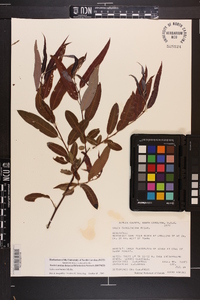 Salix caroliniana image