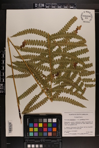 Osmundastrum cinnamomeum var. glandulosum image