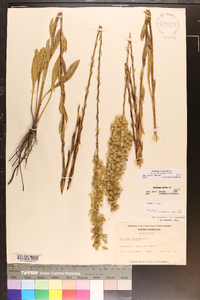 Solidago stricta image