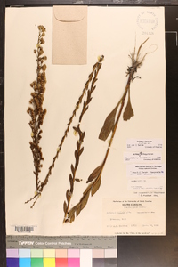 Solidago stricta image