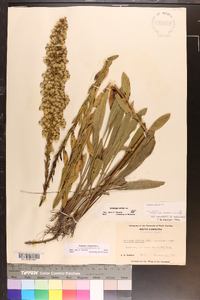 Solidago stricta image