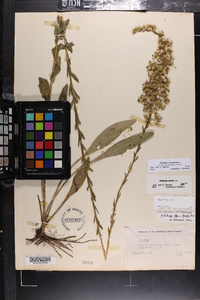 Solidago stricta image