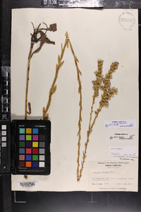 Solidago stricta image