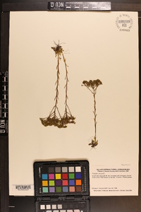 Polygala ramosa image