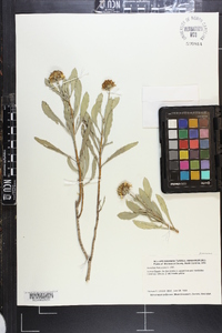 Borrichia frutescens image