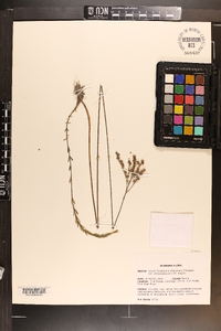 Linum floridanum var. chrysocarpum image