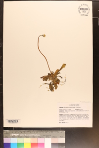 Pinguicula planifolia image