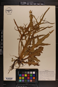 Ceratopteris pteridoides image