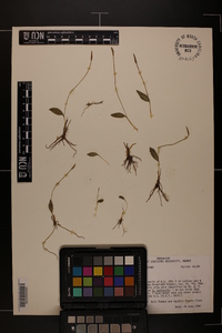 Ophioglossum vulgatum image