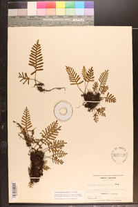 Pleopeltis polypodioides subsp. michauxiana image