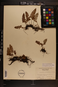 Pleopeltis polypodioides image