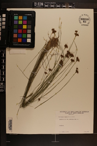 Rhynchospora chapmanii image