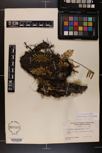 Pleopeltis polypodioides image