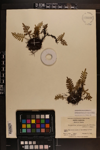 Pleopeltis polypodioides image