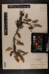 Pleopeltis polypodioides image