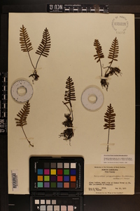 Pleopeltis polypodioides subsp. michauxiana image