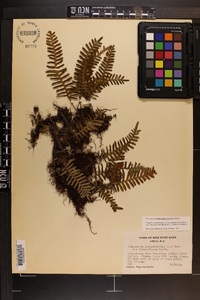 Pleopeltis polypodioides image