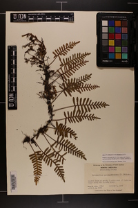 Pleopeltis polypodioides image