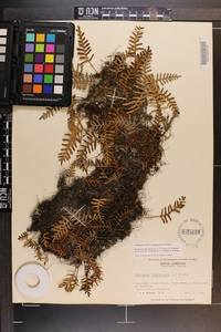 Pleopeltis polypodioides image